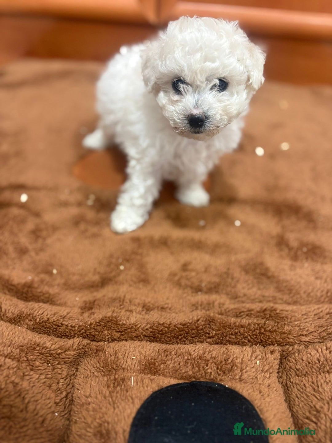 Caniche Toy perros en venta: Caniche toy blanca - Imagen 5