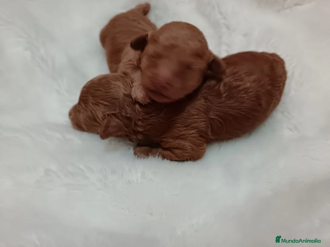 Caniche Toy perros en venta: CACHORROS DE CANICHES TOY - Anuncio 2