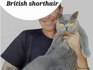 Británico de Pelo Corto Azul gatos Britanico pelo corto azul - Anuncio 1