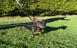 Pinscher Miniatura perros en venta: Pinscher Miniatura  - Imagen 21