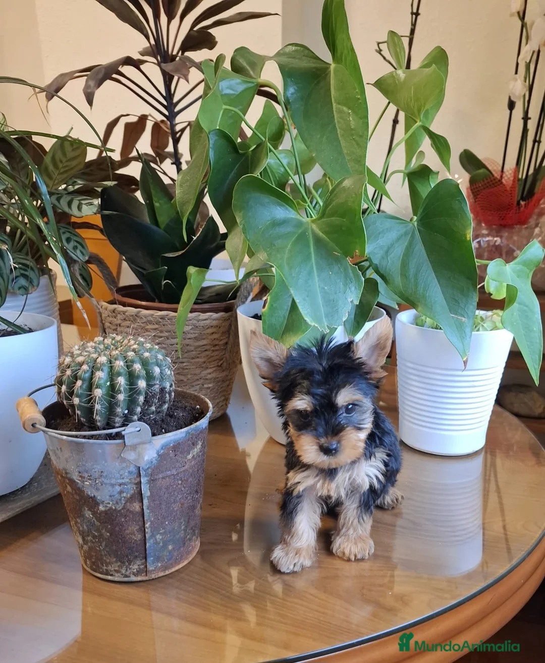 Yorkshire Terrier perros en venta: Yorkshire Terrier  en Barcelona - Anuncio 4