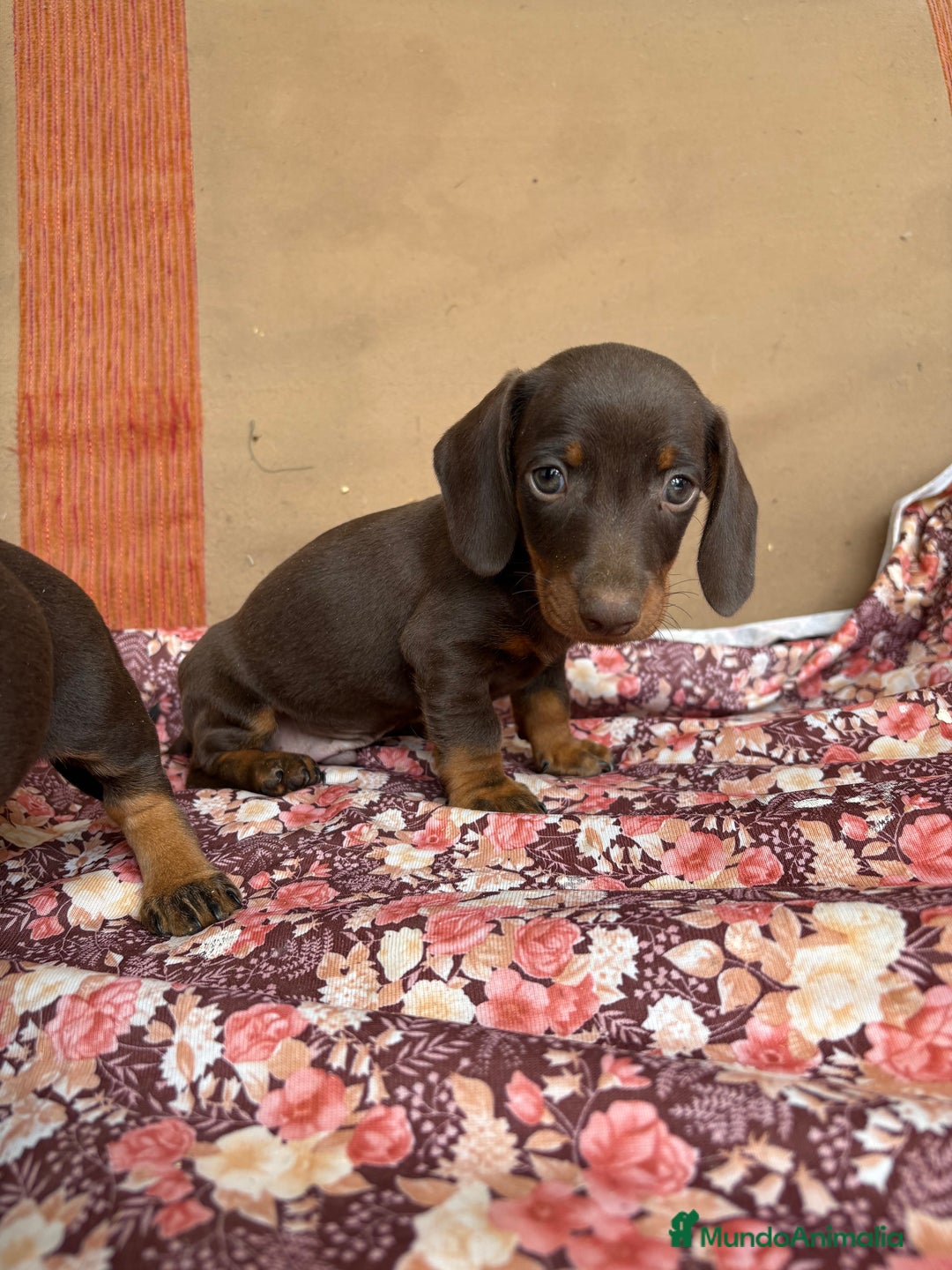 Teckel perros en venta: Teckels mini y kaninchen  - Anuncio 1