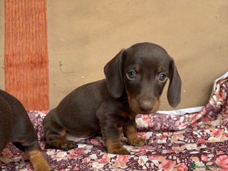 Teckel perros Teckels mini y kaninchen - Anuncio 3