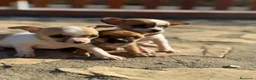 Chihuahua perros en venta: Chihuahuas Toy de calidad  - Anuncio 10