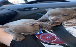 American Bully perros en venta: American Bully Macho - Imagen 6