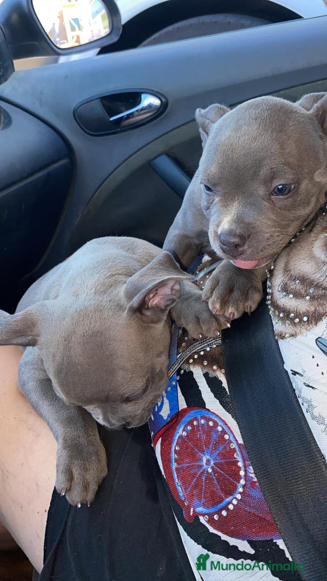 American Bully perros en venta: American Bully Macho - Imagen 6