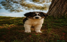 Pastor Australiano perros en venta: PASTOR AUSTRALIANO  - Imagen 1