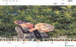 Pomerania perros en venta: ESPECTACULAR POMERANIA MACHO - Imagen 6