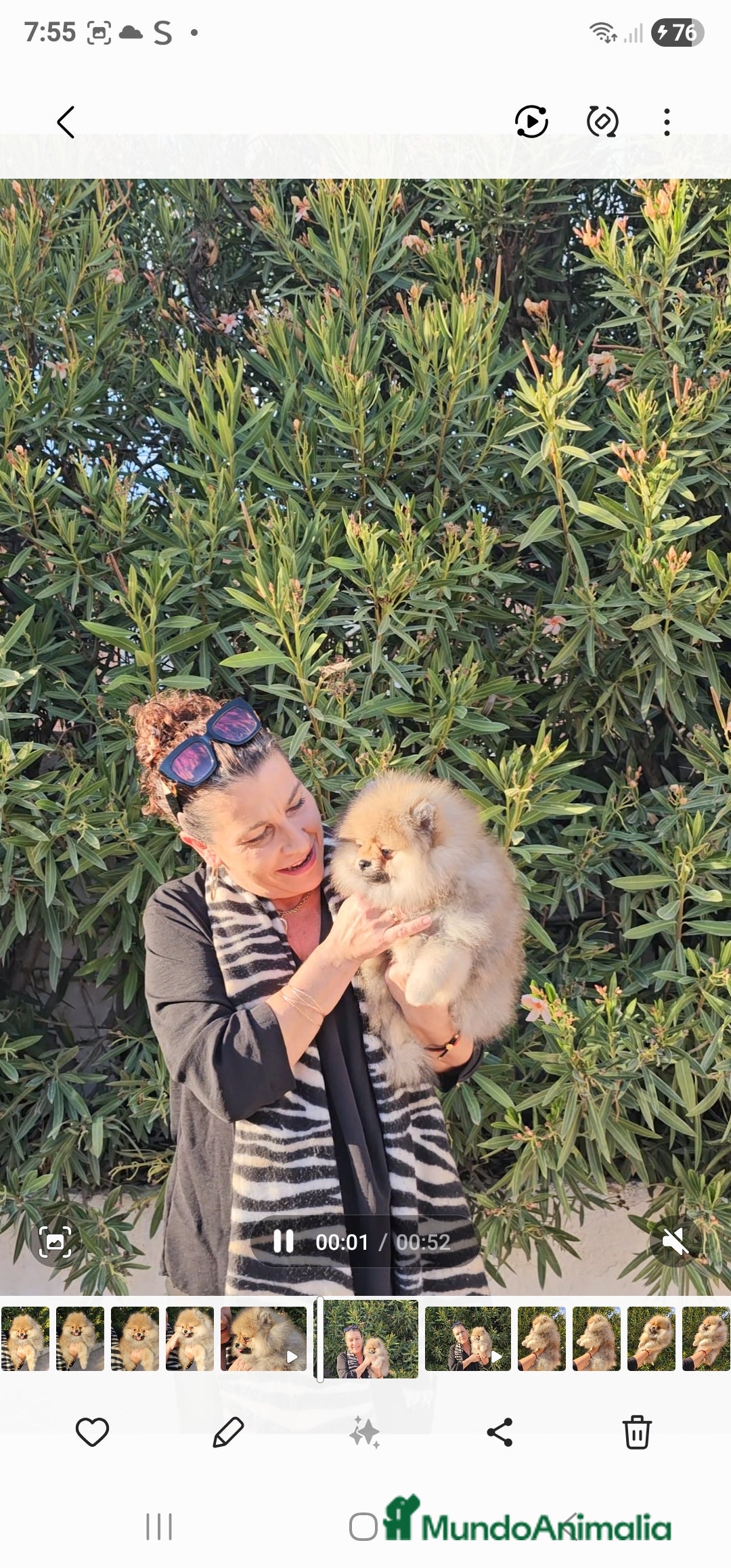 Pomerania perros en venta: ESPECTACULAR POMERANIA MACHO - Imagen 6