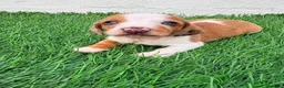 Teckel Miniatura perros en venta: Teckel miniatura tri merle choco blanco - Anuncio 7