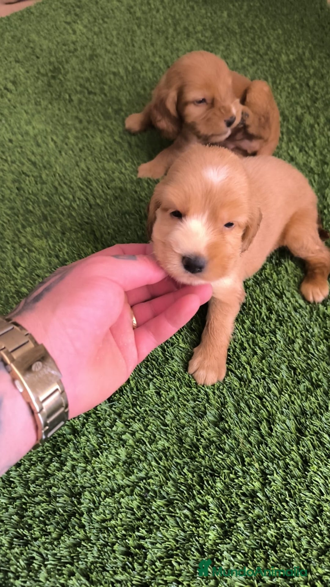 Cocker Spaniel Americano perros en venta: Cocker hembras pura raza  - Imagen 3