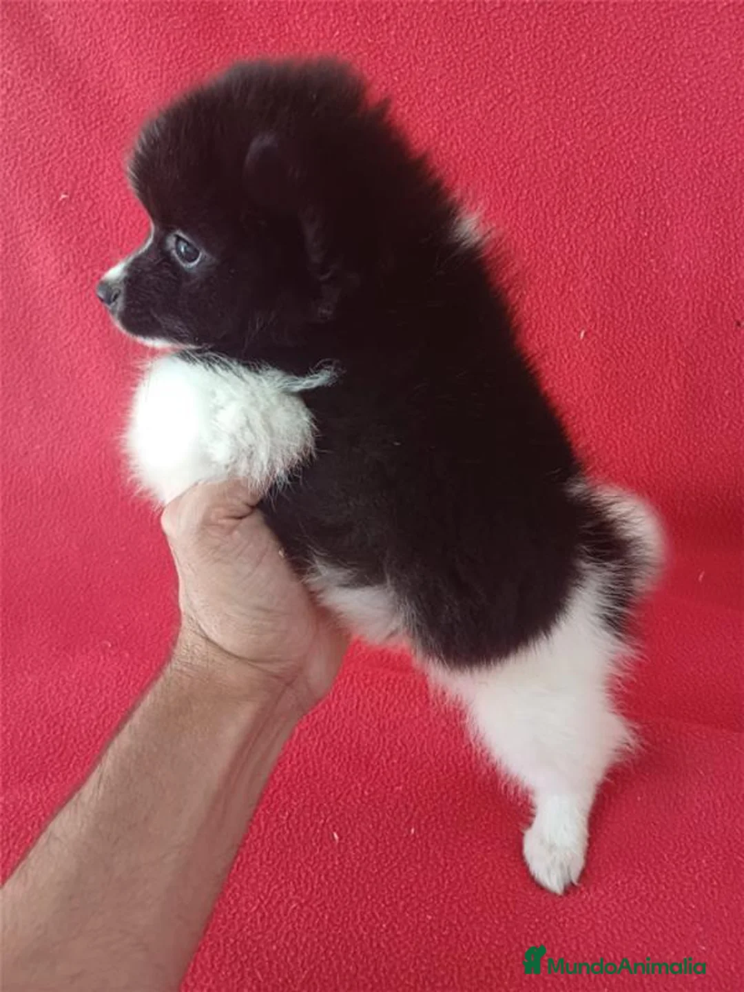 Pomerania perros en venta: Pomerania Panda  - Anuncio 3