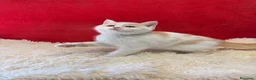 Británico de Pelo Corto gatos en venta: Precioso British arlequín  - Anuncio 2