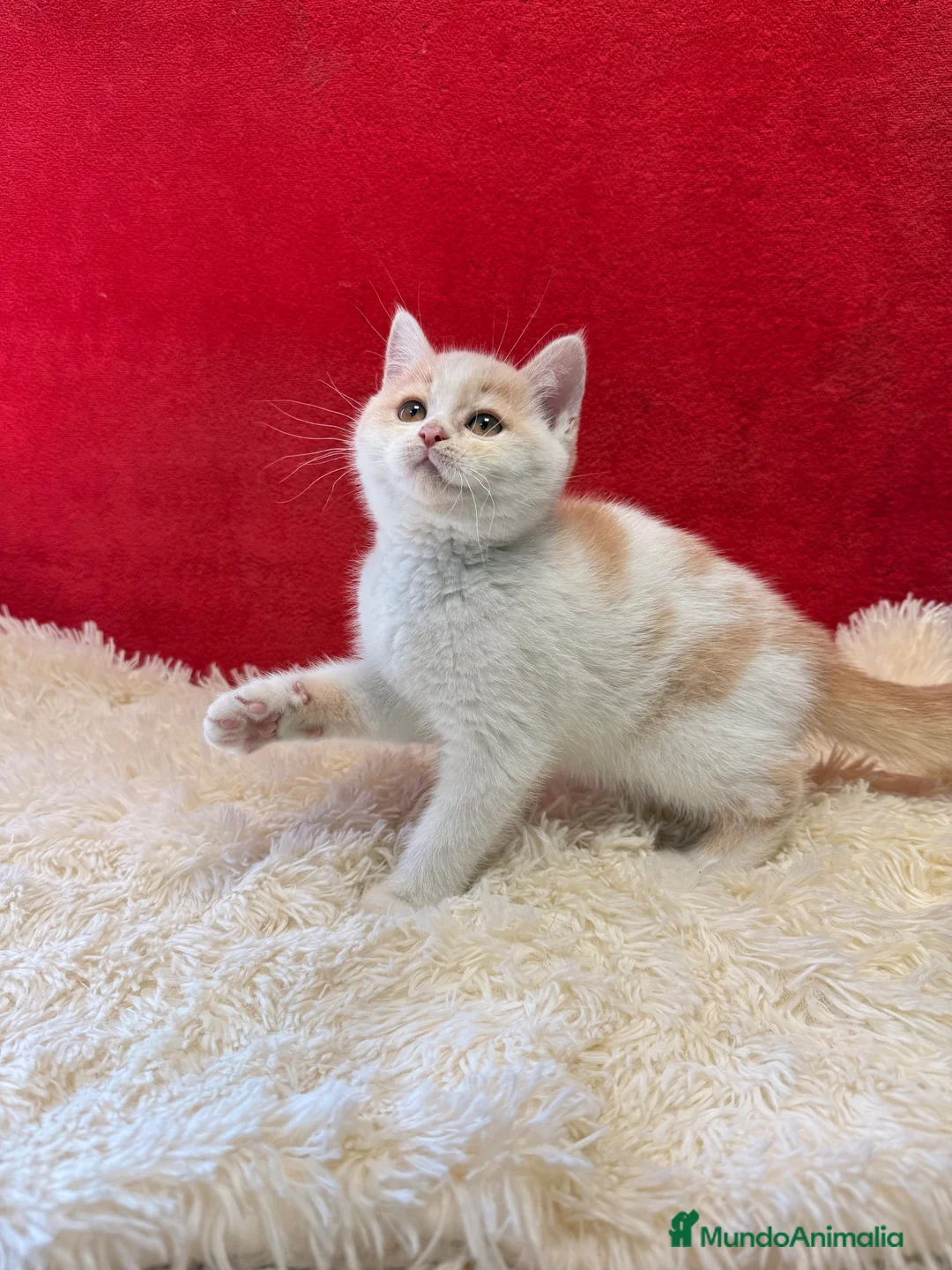 Británico de Pelo Corto gatos en venta: Precioso British arlequín  - Anuncio 2