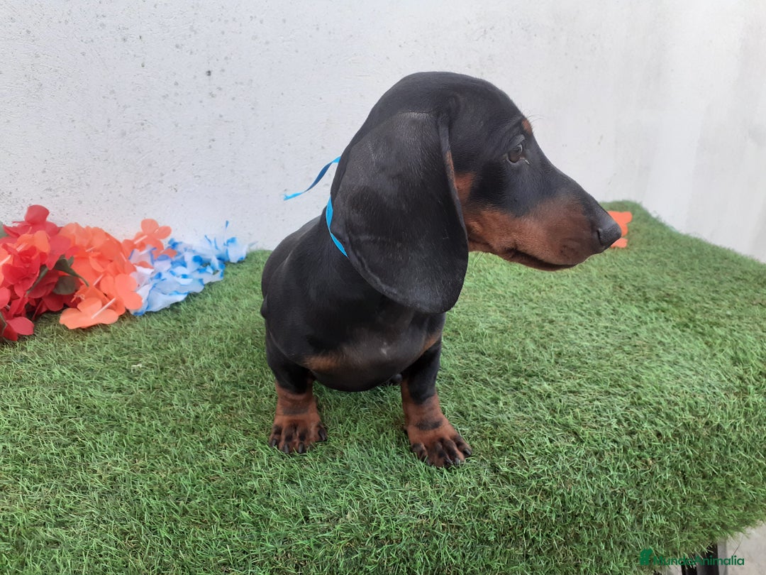 Teckel perros en venta: Preciosos TECKEL  - Imagen 3