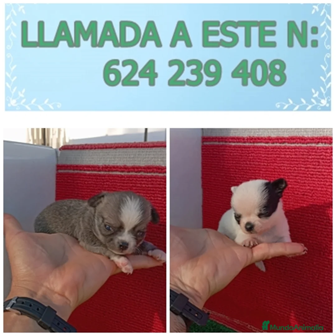 Chihuahua perros en venta: preciosos chihuahua ruso - Anuncio 10