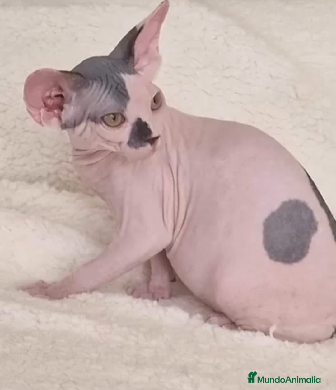 Raza Mixta gatos Hembra tricolor arlequín F1 - Anuncio 2