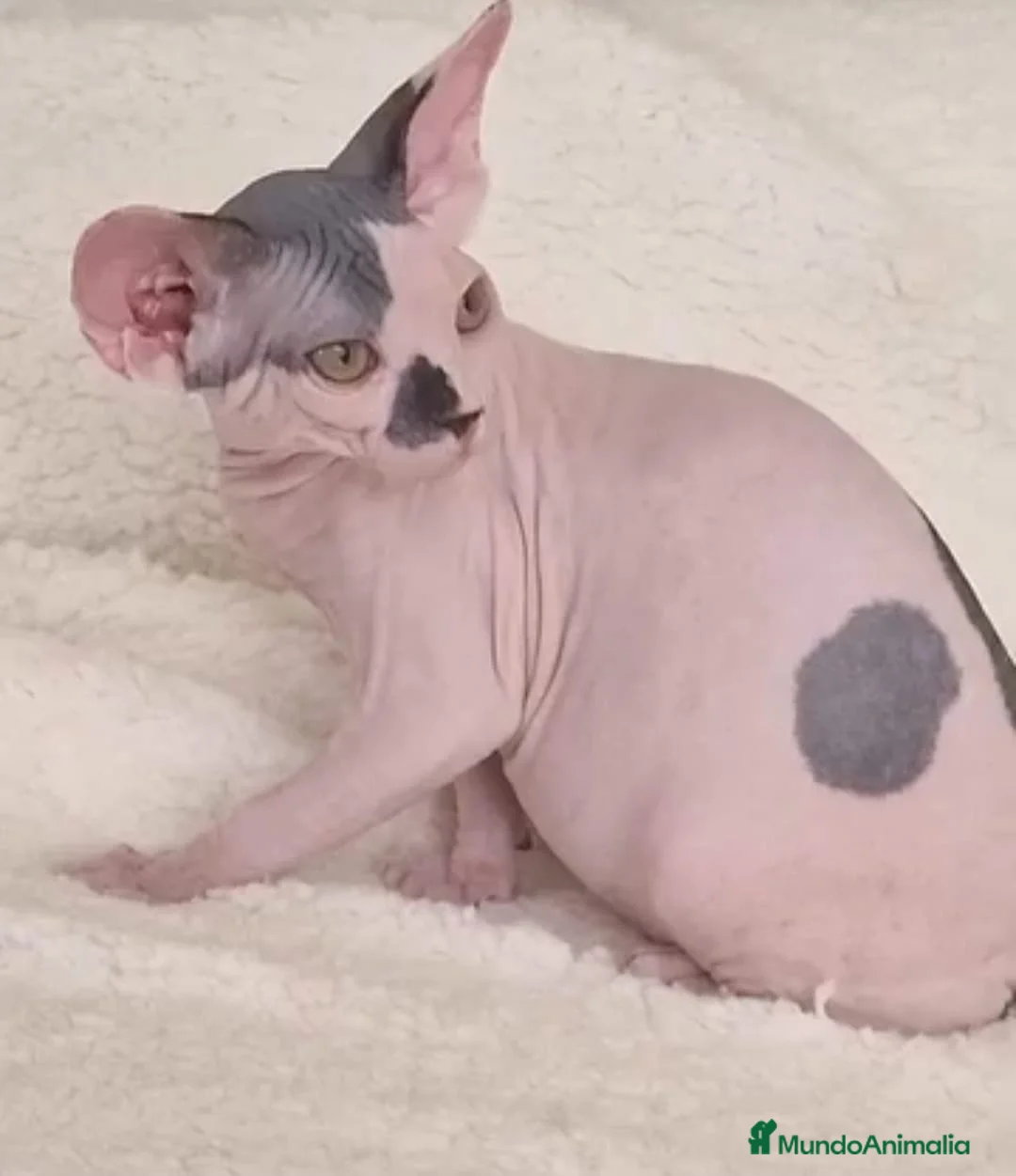 Raza Mixta gatos en venta: Hembra tricolor arlequín F1 - Anuncio 1