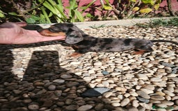 Teckel Miniatura perros en venta: Disponibles cachorros de Teckels - Imagen 4