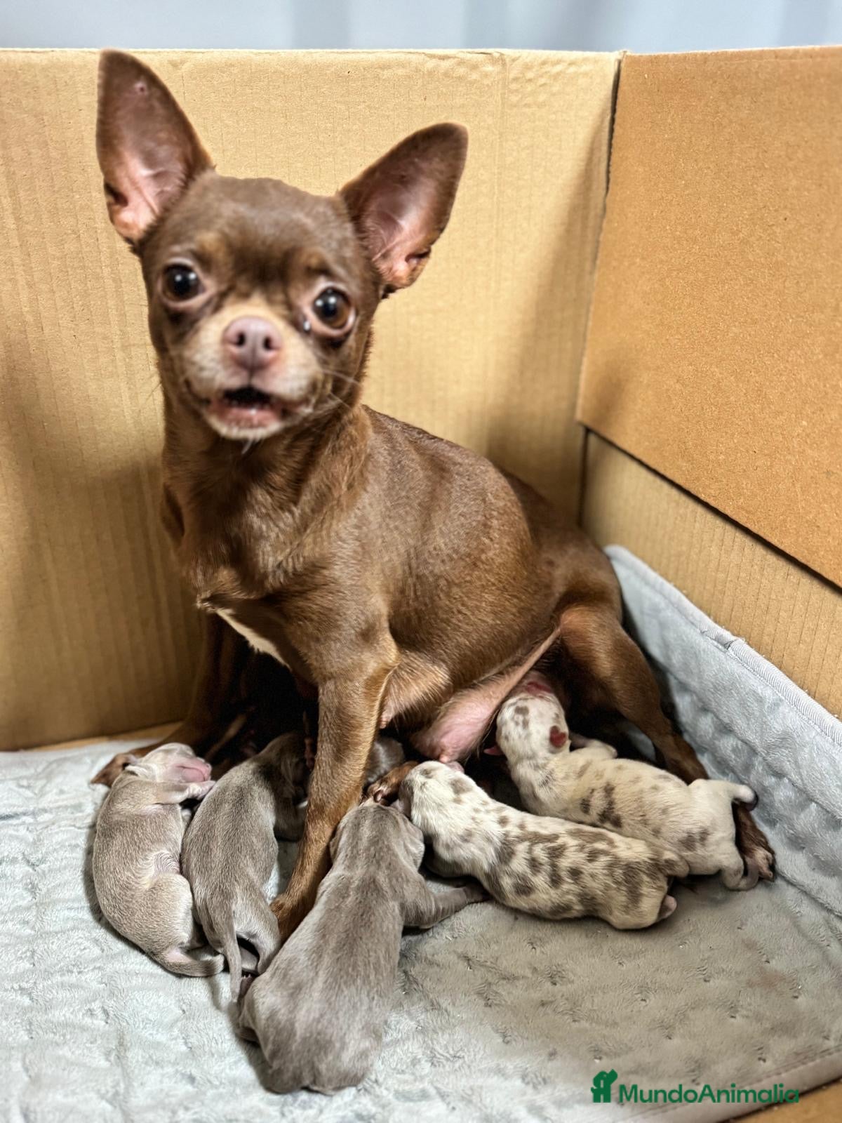 Chihuahua perros CHIHUAHUA-COLORES EXÓTICOS DISPONIBLES  - Anuncio 2