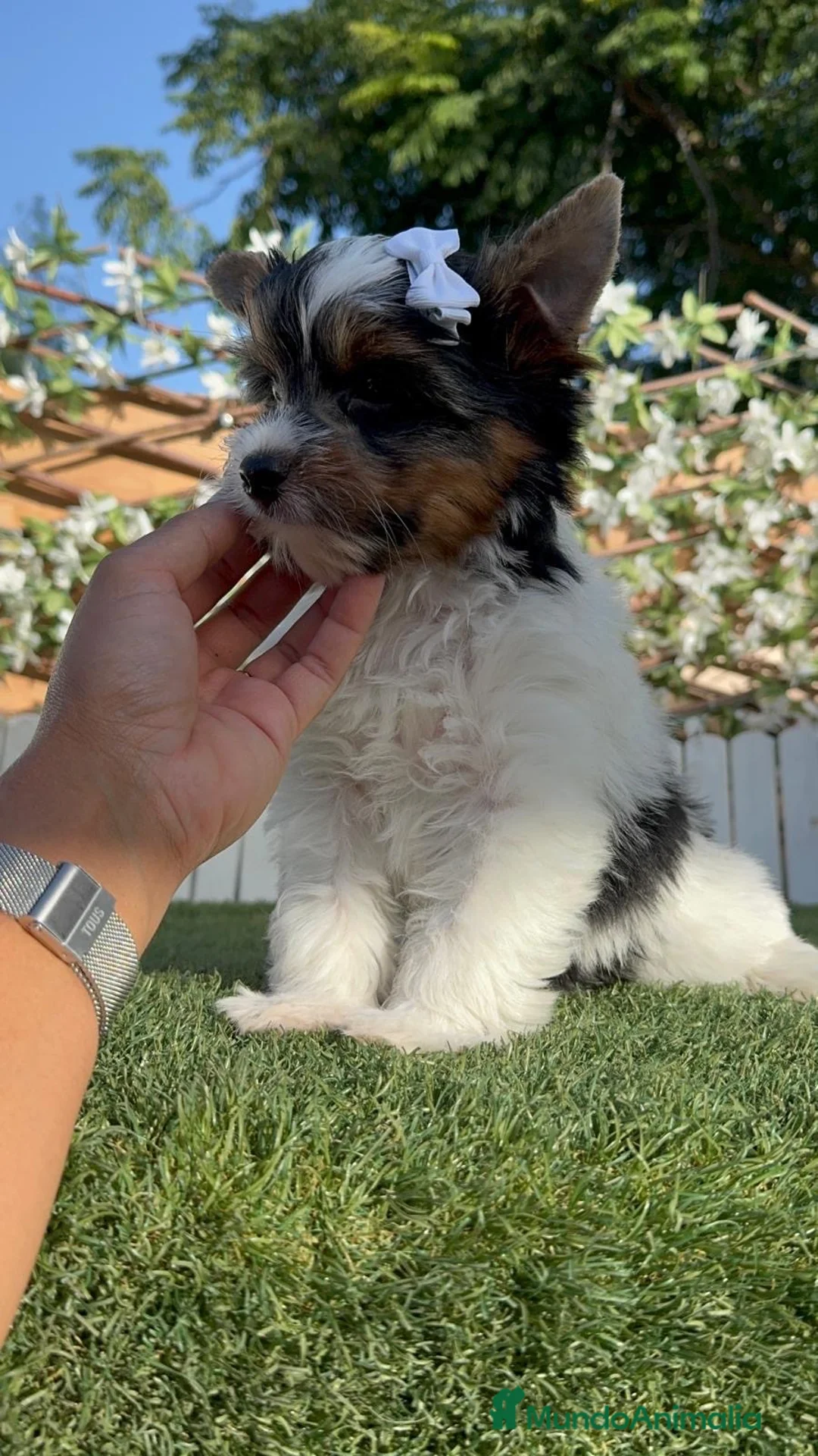 Yorkshire Terrier perros en venta: YORKSHIRE BIEWER-LISTO PARA ENTREGAR  - Anuncio 14