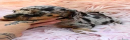 Teckel Miniatura perros en venta: TECKEL MINIATURA ARLEQUIN - Anuncio 2