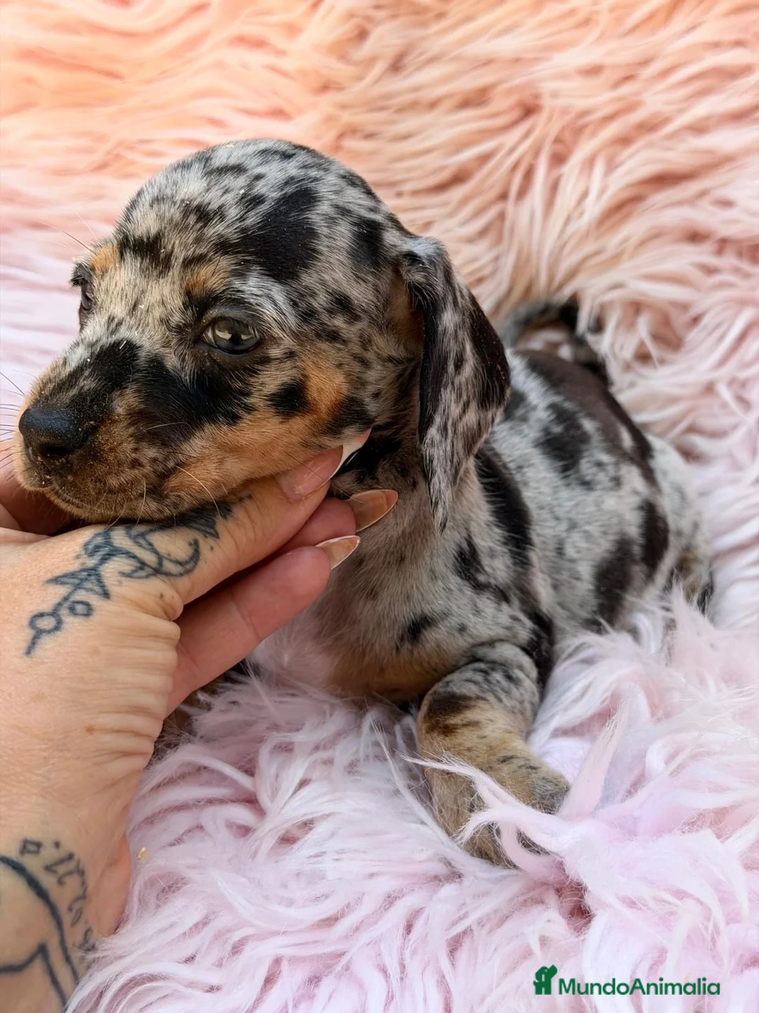 Teckel Miniatura perros en venta: TECKEL MINIATURA ARLEQUIN - Anuncio 2