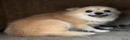 Pomerania perros en venta: Pomerania  - Anuncio 3