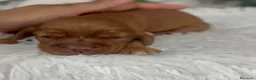 Cocker Spaniel Inglés perros en venta: COCKER SPANIEL INGLÉS  - Anuncio 5