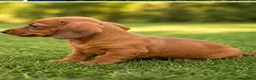Teckel perros en venta: TECKEL KANINCHEN  - Anuncio 2