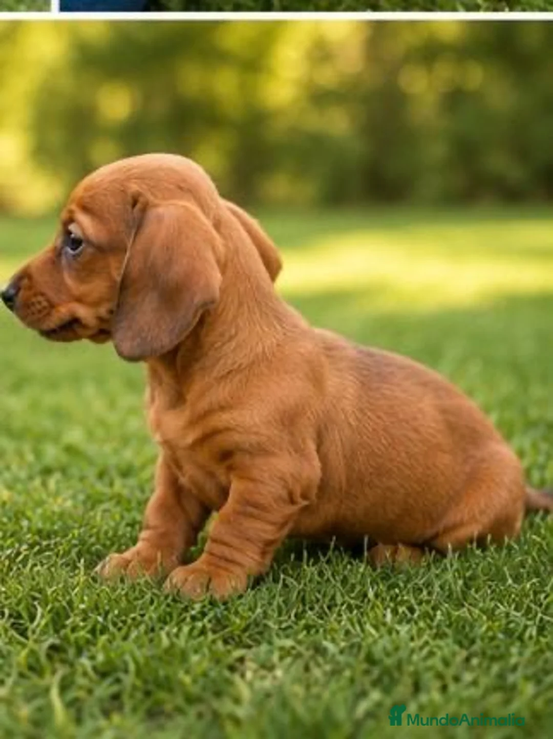 Teckel perros en venta: TECKEL KANINCHEN  - Anuncio 2