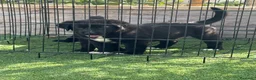 Pastor de Asia Central perros en venta: Cachorras de Alabai  - Anuncio 8