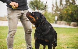 Rottweiler perros en venta: CACHORROS DE ROTTWEILER - Imagen 5
