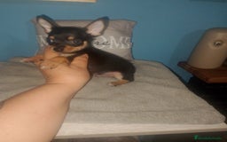 Chihuahua perros en venta: Chihuahua macho enano  - Imagen 2