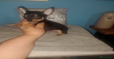 Chihuahua perros - Anuncio 5