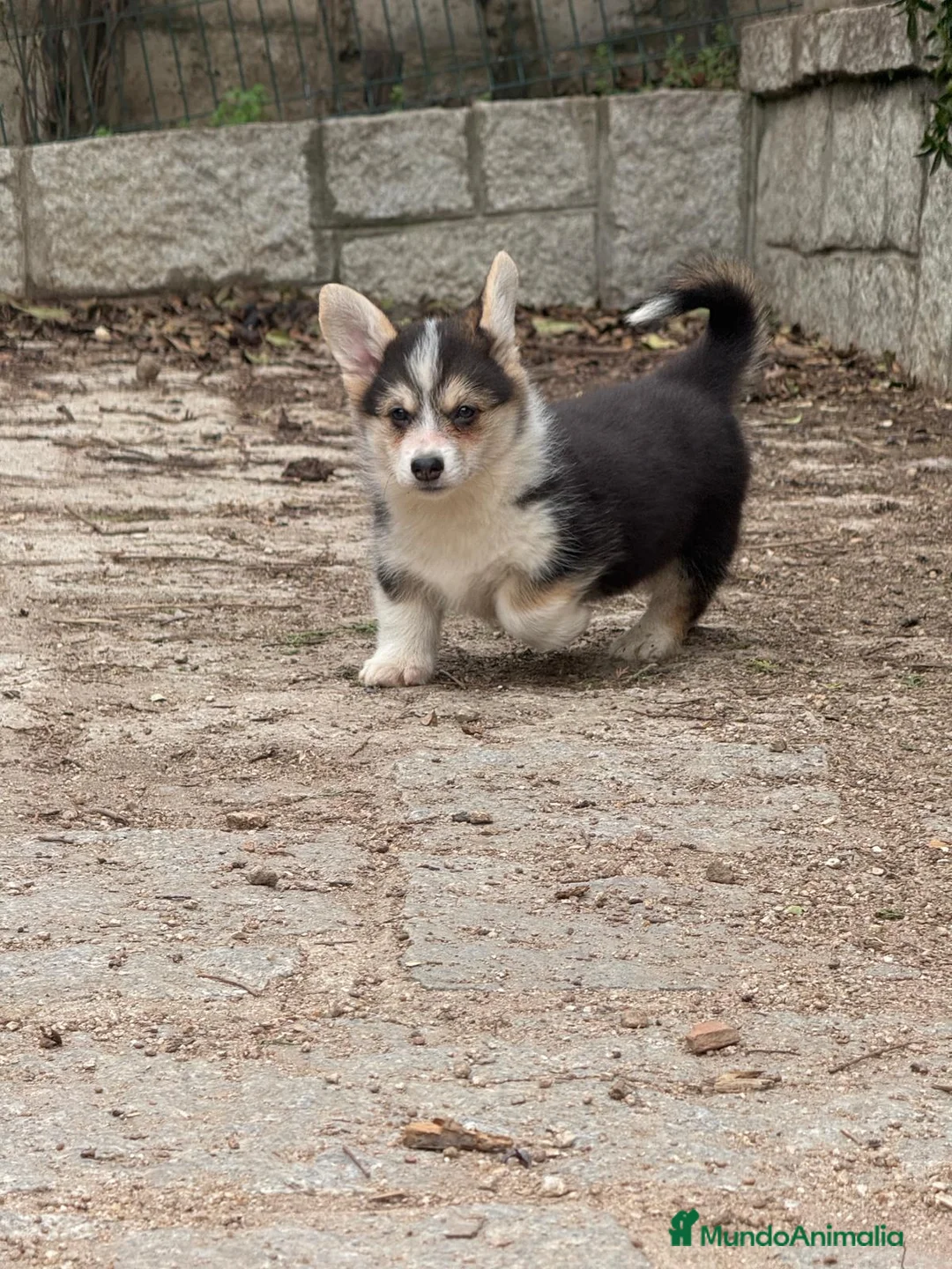 Welsh Corgi Pembroke perros en venta: corgi pembroke tricolor  - Anuncio 7