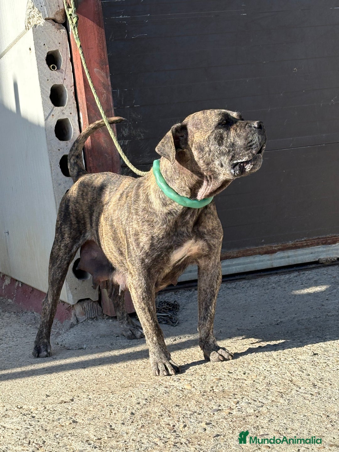 Dogo Canario perros en venta: Cachorros de presa canario - Imagen 6