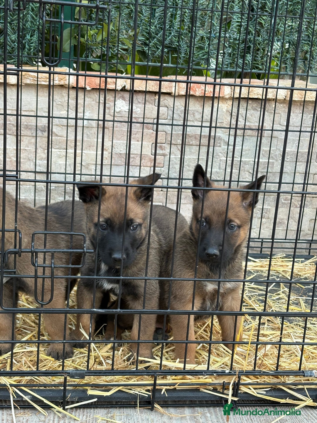 Pastor Belga Malinois perros en venta: Cachorros Malinois  - Anuncio 8