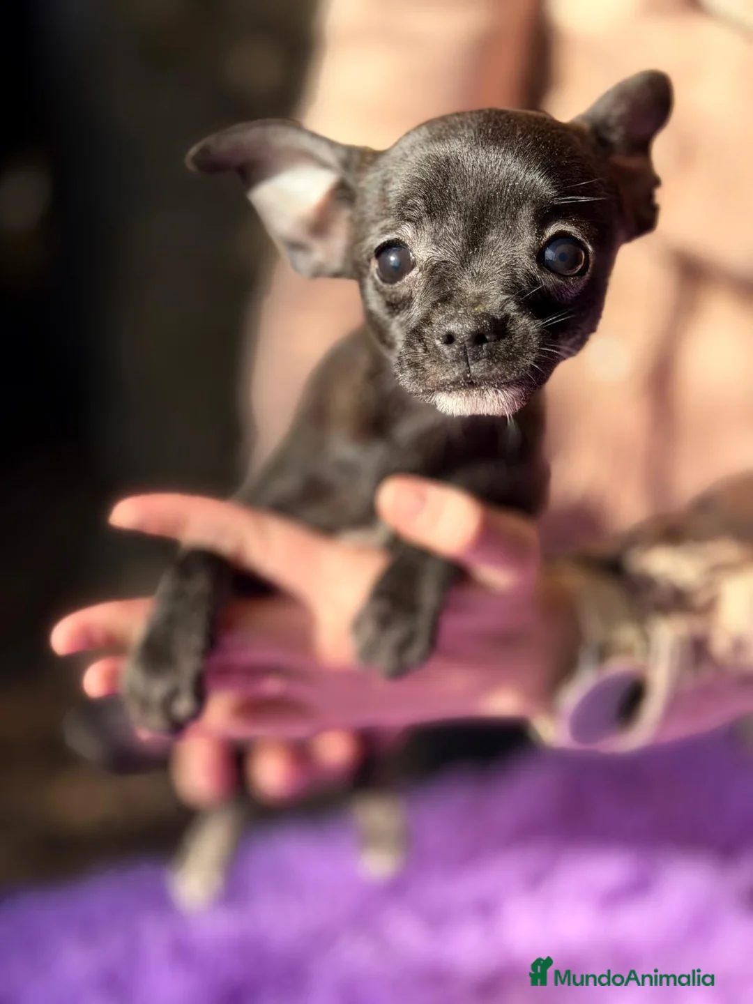 Chihuahua perros en venta: CHIHUAHUA DISPONIBLE - Anuncio 5