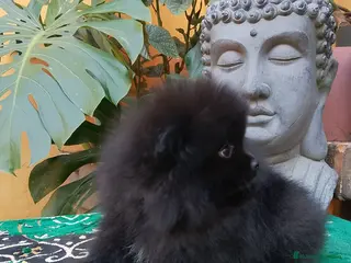 Pomerania perros Pomerania Toy hembra - Anuncio 3