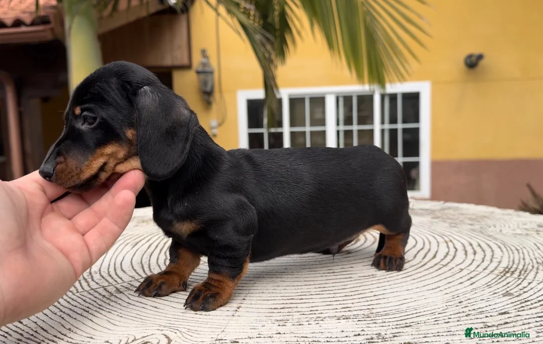 Teckel Miniatura perros en venta: Teckel excelente calidad  - Anuncio 3