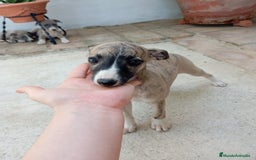Whippet perros en venta: Whippet - Imagen 3