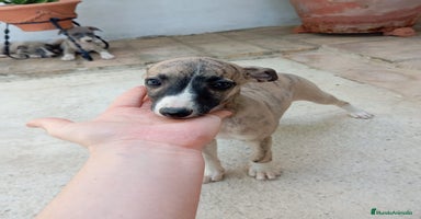 Whippet perros - Anuncio 1