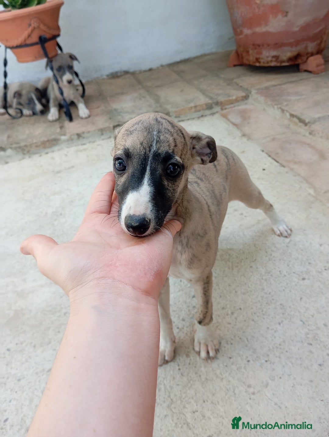 Whippet perros en venta: Whippet - Imagen 3