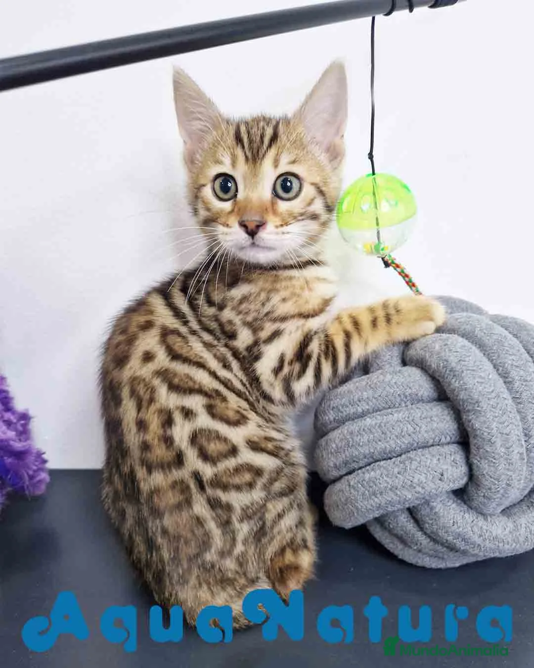 Bengalí gatos en venta: Bengali Hembra 1824 AQUANATURA en Barcelona - Anuncio 1