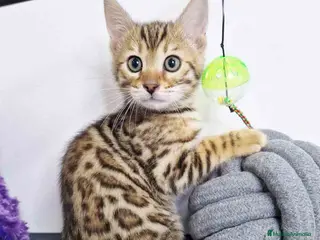 Bengalí gatos Bengali Hembra 1824 AQUANATURA en Barcelona - Anuncio 15