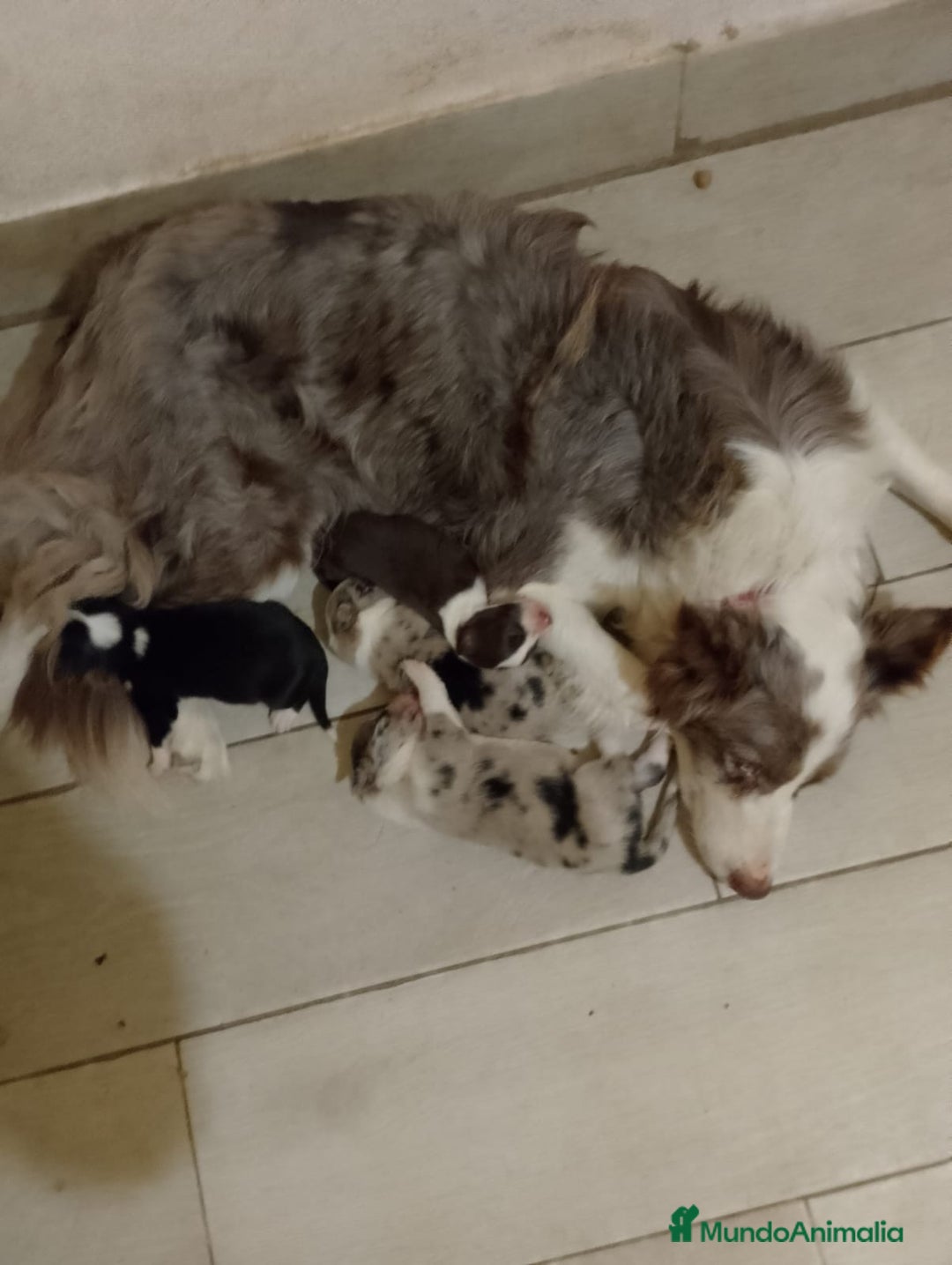 Border Collie perros en venta: Border collie para reservar  - Anuncio 3