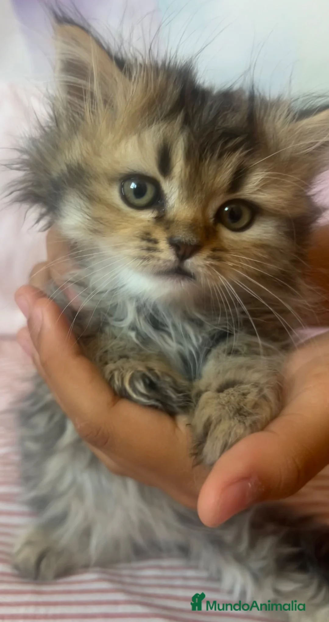 Persa gatos en adopcion: Gatos Persas - Anuncio 2