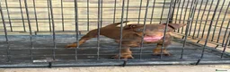Terrier Alemán de Caza perros en venta: Cachorro Jagd terrier chocolate  - Anuncio 5