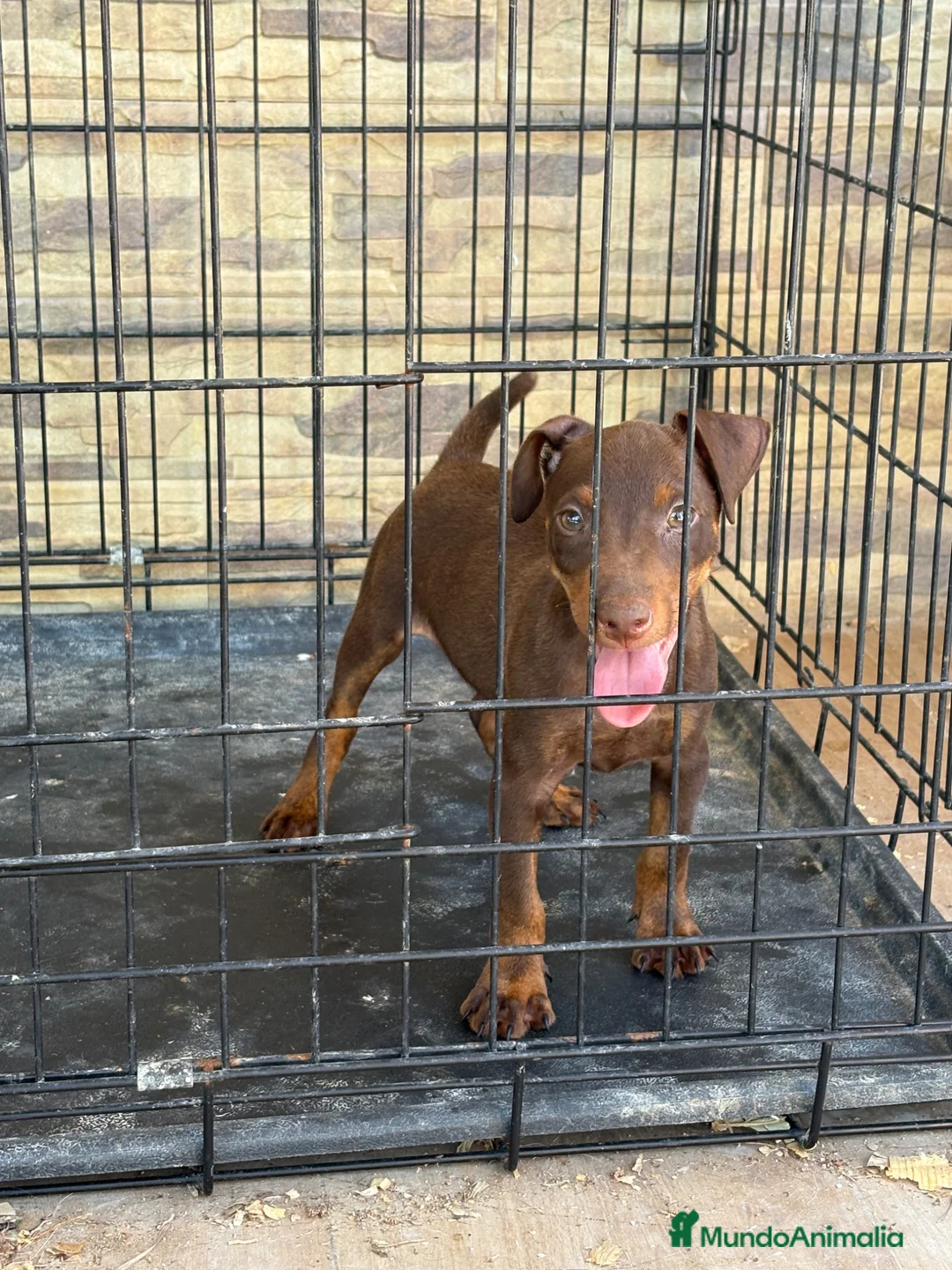 Terrier Alemán de Caza perros en venta: Cachorro Jagd terrier chocolate  - Anuncio 5